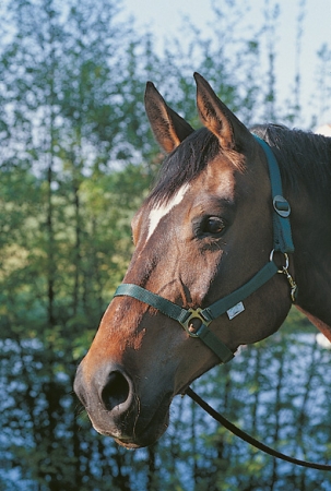 Nylonová ohlávka KLASIK