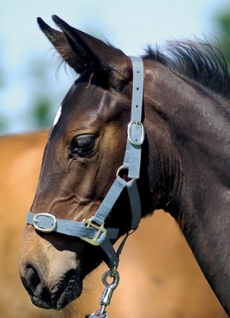 Ohl�vka h��b�c� 0 HKM s vod�c� ���rkou