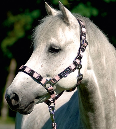 Ohl�vka HKM k�ro podlo�en�