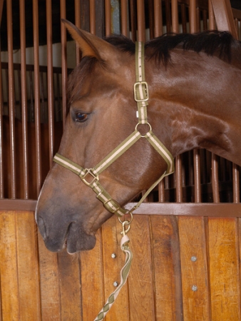 Ohlávka dvoubarevná pevná