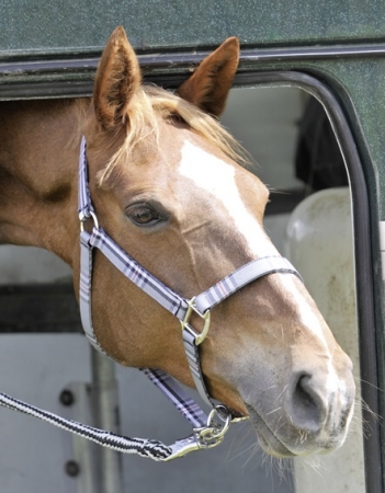 Ohl�vka HKM P-T Check